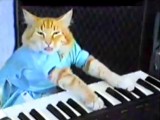 12-14-11cat piano