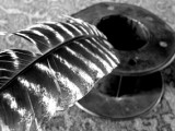Quill1