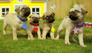 Cutie Pugs from Little Engine Moving Pictures